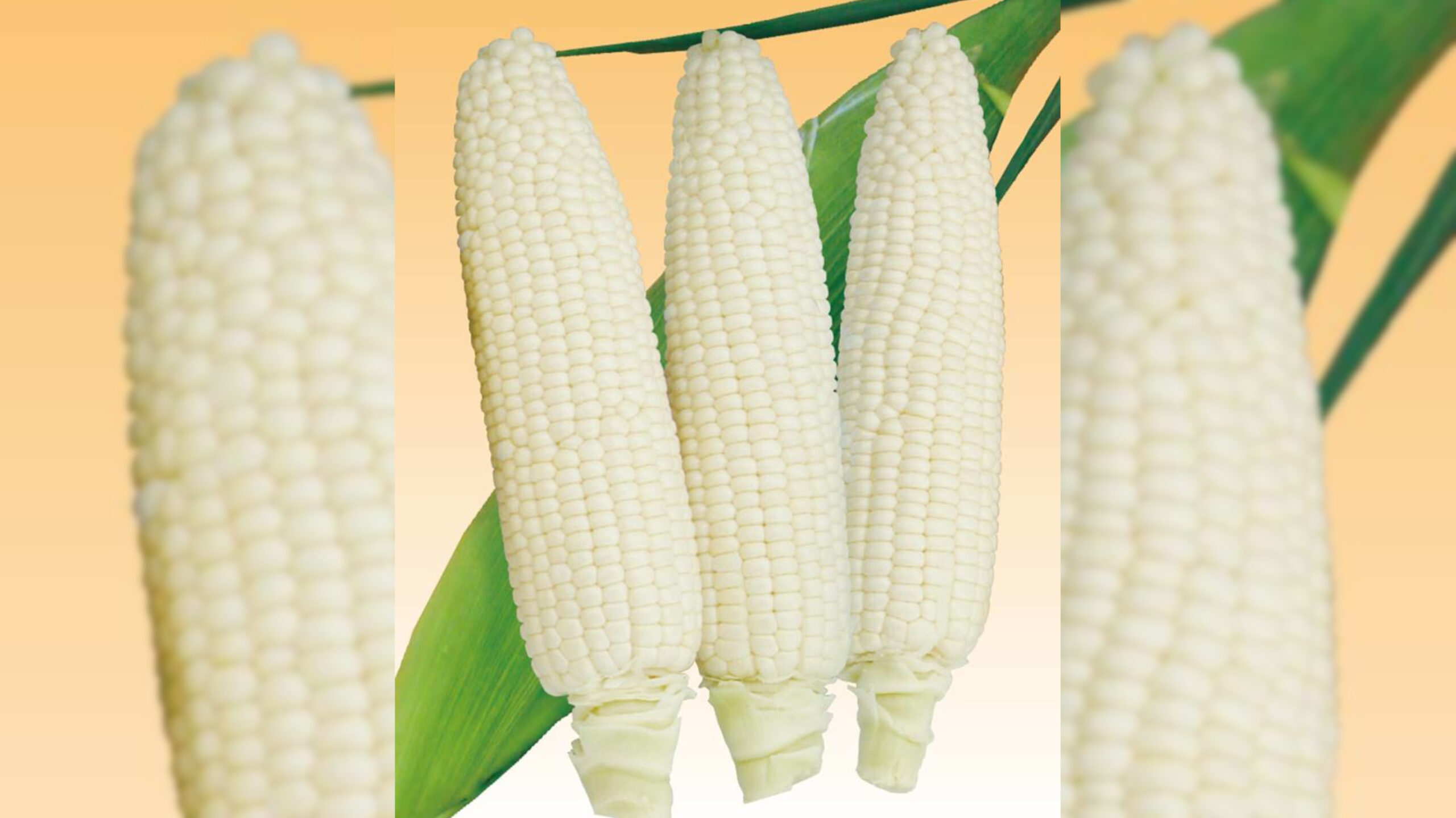 新品種】白い恵味めぐみ - 清水種苗株式会社